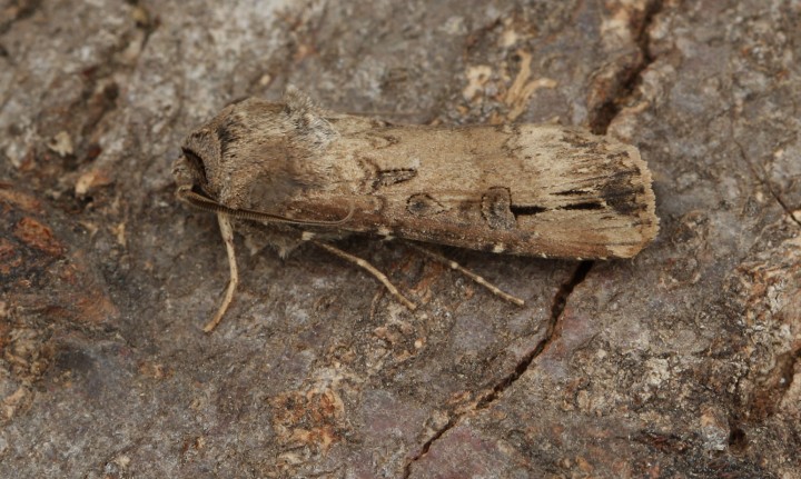 Dark Sword Grass  Agrotis ipsilon 2 Copyright: Graham Ekins