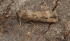 Dark Sword Grass  Agrotis ipsilon 2 Copyright: Graham Ekins