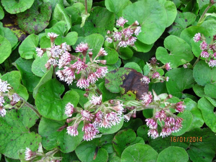 Winter Heliotrope Copyright: Graham Smith