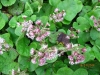 Winter Heliotrope 