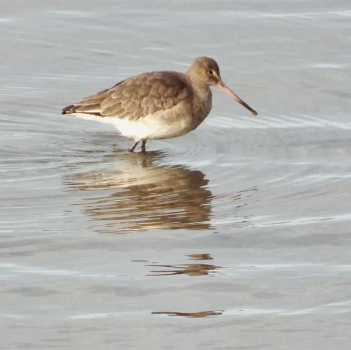 B!ack- tailed Godwit in winter plumage Copyright: Peter Pearson