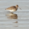B!ack- tailed Godwit in winter plumage 