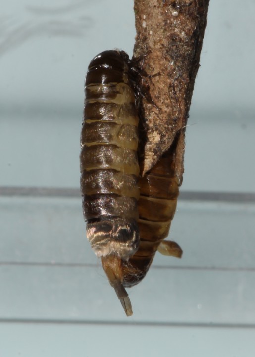 Taleporia tubulosa female Copyright: Peter Furze