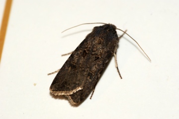 Turnip Moth Copyright: Ben Sale