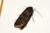 Turnip Moth Copyright: Ben Sale