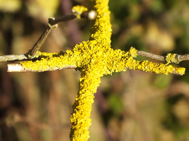 Common Orange Lichen on Elder Copyright: Peter Pearson