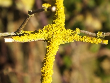 Common Orange Lichen on Elder Copyright: Peter Pearson