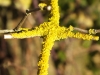 Common Orange Lichen on Elder 