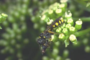 Mellinus arvensis Copyright: Peter Harvey