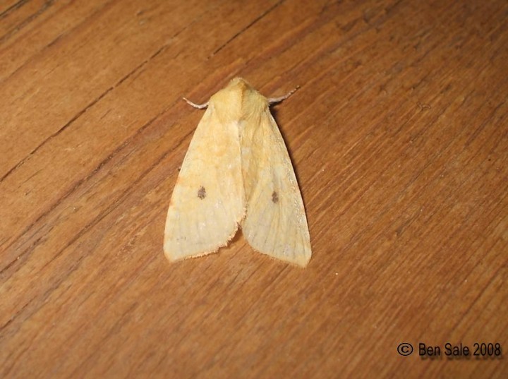 The Sallow F.flavescens Copyright: Ben Sale