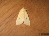 The Sallow F.flavescens 