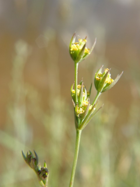 Bupleurum tenuissimum Copyright: Sue Grayston