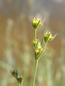 Bupleurum tenuissimum Copyright: Sue Grayston