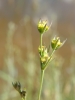 Bupleurum tenuissimum