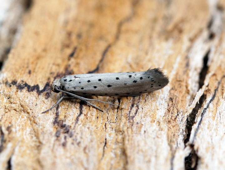 Yponomeuta sedella 1 Copyright: Ben Sale