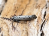 Yponomeuta sedella 1 Copyright: Ben Sale