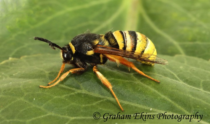 Sesia bembeciformis  Lunar Hornet Clearwing Copyright: Graham Ekins