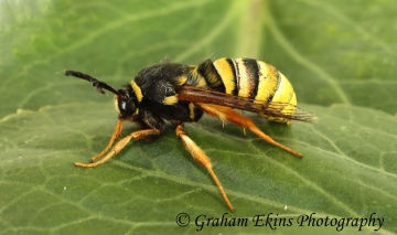 Sesia bembeciformis  Lunar Hornet Clearwing Copyright: Graham Ekins