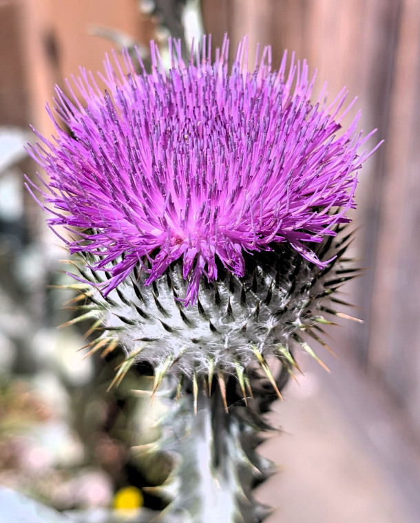 Hatfield Broad Oak Church Yard Thistle 27 June 2025 Copyright: William George