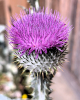Hatfield Broad Oak Church Yard Thistle 27 June 2025