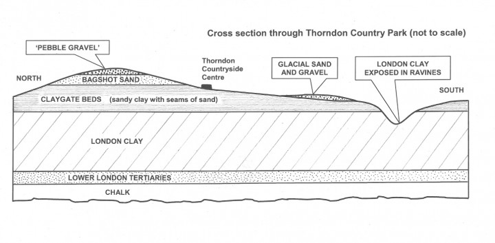 Cross section through Thorndon Country Park Copyright: Gerald Lucy