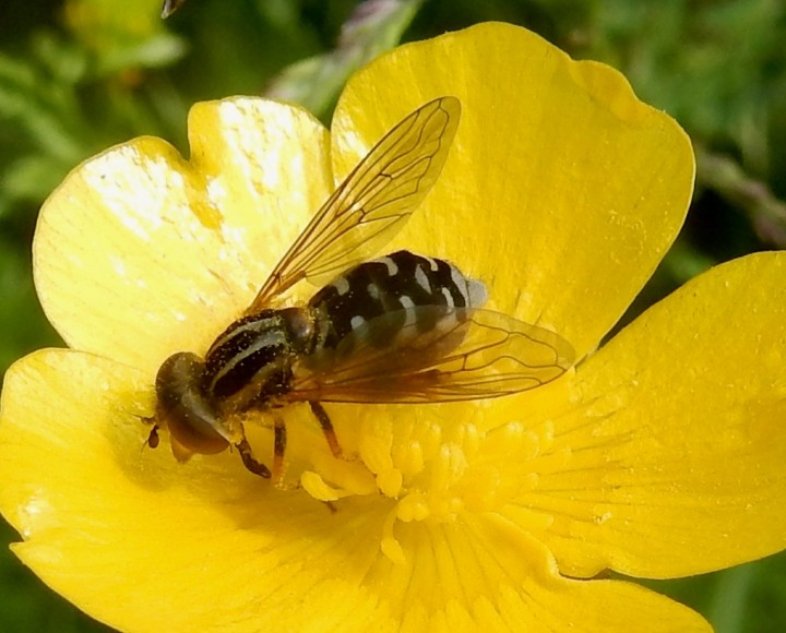 Anasimyia lineata on Meadow Buttercup Copyright: Roger Payne