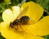 Anasimyia lineata on Meadow Buttercup Copyright: Roger Payne