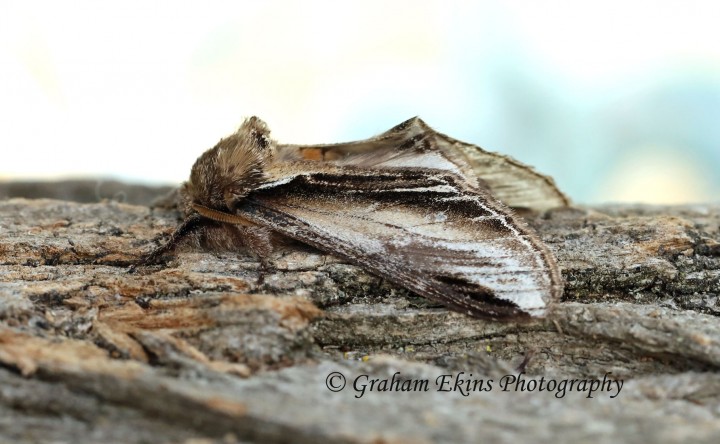 Pheosia tremula  Swallow Prominent Copyright: Graham Ekins