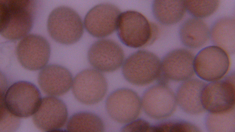 Leocarpus fragilis (Spores) Copyright: Raymond Small