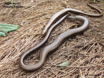 Anguis fragilis 1 Copyright: Colin Simpson