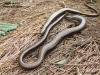 Anguis fragilis 1 Copyright: Colin Simpson