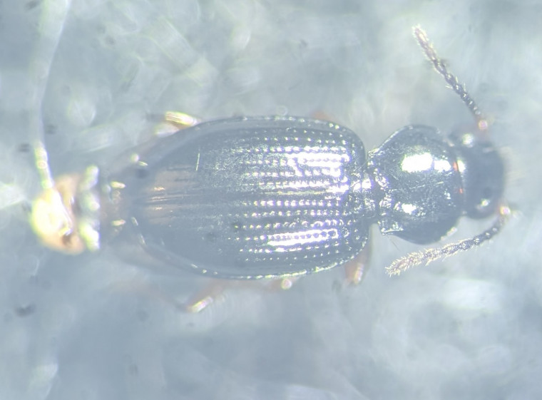Bembidion gilvipes Copyright: Robert Smith