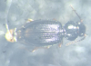 Bembidion gilvipes