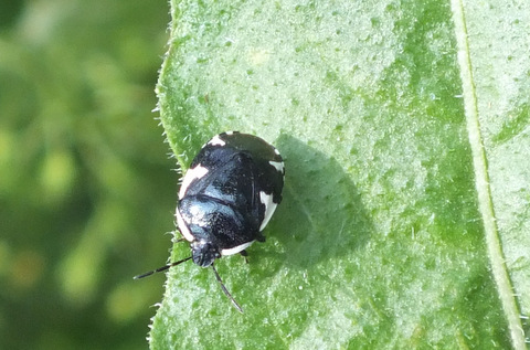 Rambur's Pied Shieldbug (Tritomegas sexmaculatus) Copyright: Peter Pearson