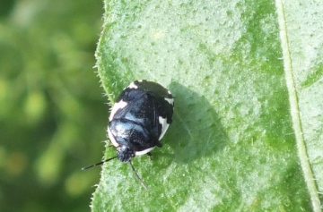 Rambur's Pied Shieldbug (Tritomegas sexmaculatus) Copyright: Peter Pearson