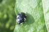 Rambur's Pied Shieldbug (Tritomegas sexmaculatus) 