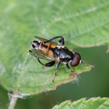 Tropidia scita Copyright: Geoff Vowles