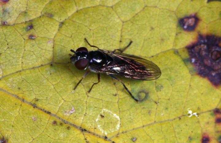 Platycheirus albimanus 1 Copyright: Graham Ekins