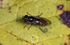 Platycheirus albimanus 1