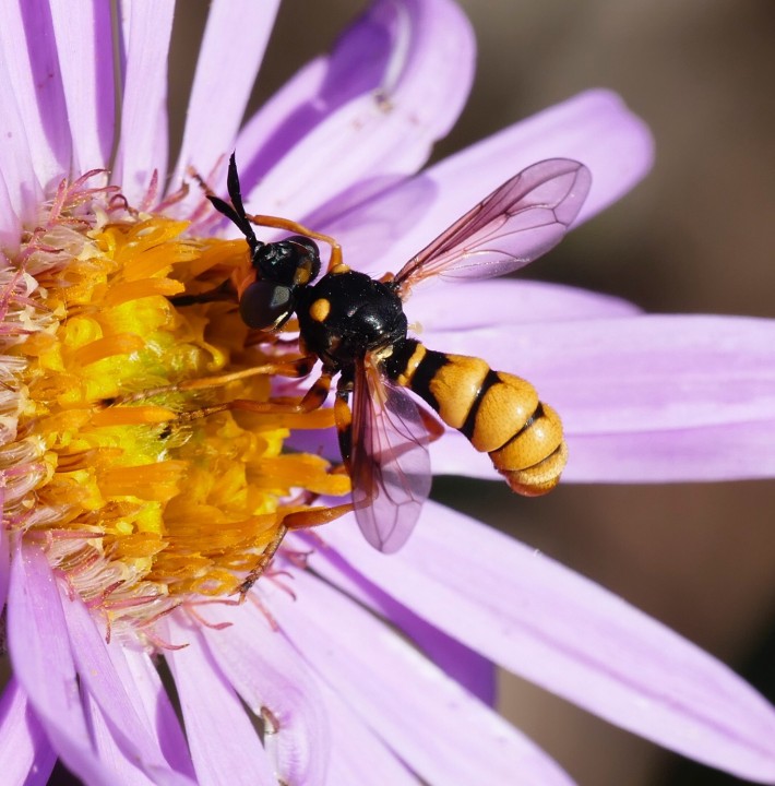 Conops ceriaeformis 2 Copyright: Rosemary Stephens