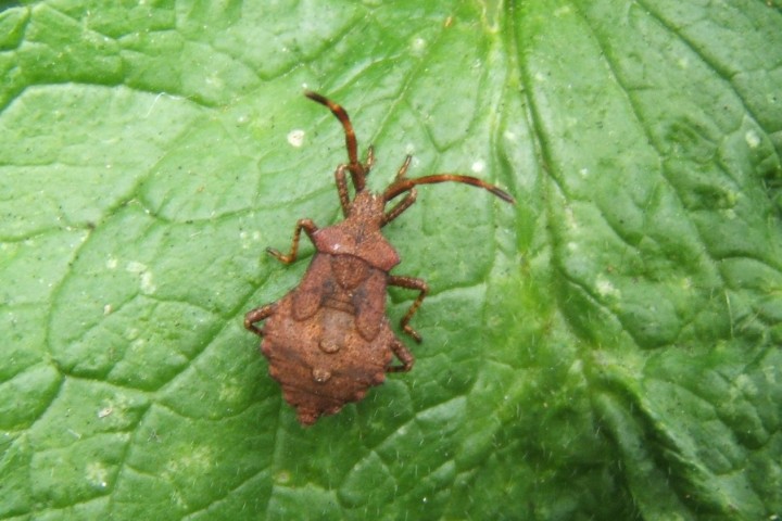 Dock Bug on Dead Nettle Copyright: Peter Pearson