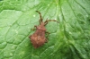 Dock Bug on Dead Nettle 