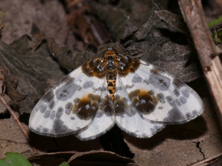 Abraxas sylvata Copyright: Peter Furze