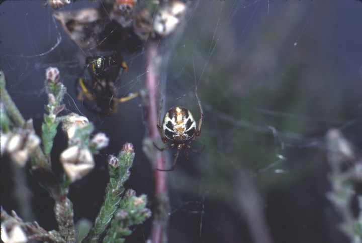 Theridion sisyphium with eggsac Copyright: Peter Harvey