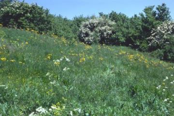 south-east scarp in 2001 Copyright: P.R. Harvey