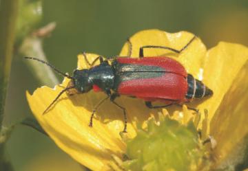 Malachius aeneus