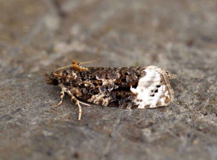 Apotomis capreana Copyright: Ben Sale