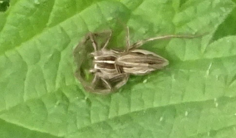 Nursery web spider Copyright: Peter Squire