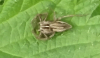 Nursery web spider Copyright: Peter Squire