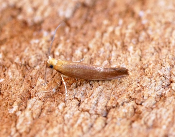 Argyresthia albistria 1 Copyright: Ben Sale